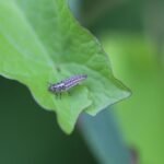 Coccinelle – nymphe_798