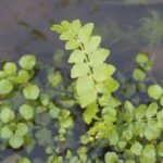 Cresson de fontaine_799