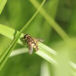 Hélophile suspendu_800