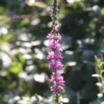 Salicaire commune_803