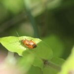 Deraeocoris ruber_812
