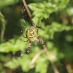 Argiope fasciée_813
