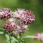 Eupatoire chanvrine_815