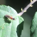 Loxocera albiseta_819