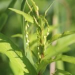 Poivre d&rsquo;eau_820