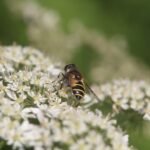 Eristale gluante_821