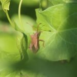 Corée marginée_824