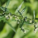 Chénopode blanc_825