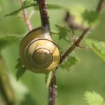 Escargot des jardins_826
