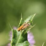 Xyphosia miliaria_827