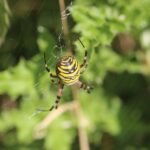 Argiope fasciée_814