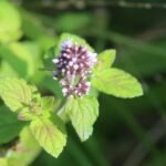 Menthe aquatique_829