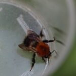 Andrène rousse_1834