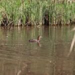 Fuligule nyroca_1835