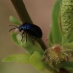 Galéruque de l&rsquo;aulne_1832