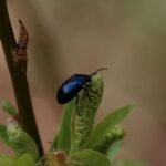 Galéruque de l&rsquo;aulne_1833