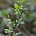 Fusain d&rsquo;Europe_1839