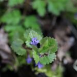 Lierre terrestre_1841