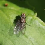 Mouche domestique_1845