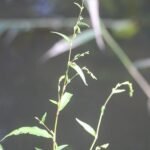 Poivre d&rsquo;eau_901