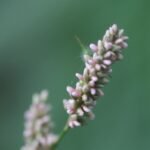 Poivre d&rsquo;eau_902