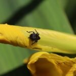 Charançon de l&rsquo;iris des marais_1867