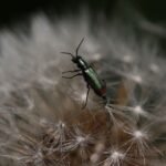 Malachius bipustulatus_1865