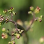 Scrofulaire aquatique_1868