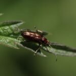 Donacia semicuprea_1869