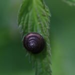 Veloutée commune_1870