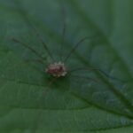 Rilaena triangularis_1871