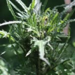 Cirse des marais_1874