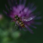 Syrphe ceinturé_1928