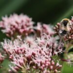 Eupatoire chanvrine_1935