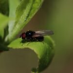 Lonchaeidae sp._1992