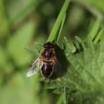 Eristale opiniâtre_1990