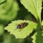 Eristale interrompu_2002