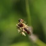 Melanostoma mellinum_2001