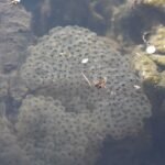 Grenouille rousse_958