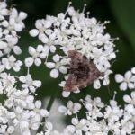 Anthophila fabriciana_2009
