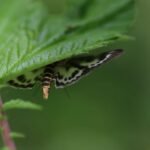 Pyrale de l&rsquo;ortie_2010