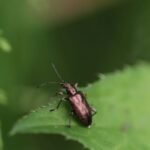 Plateumaris sericea_2007