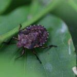 Punaise à pattes rousses_2013