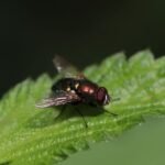 Lucilia spec._2016