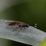 Tenthredo livida_2018