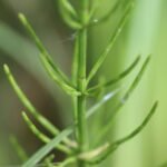 Prêle des champs_986