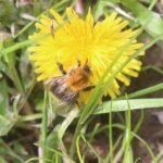 Bourdon des champs_984