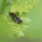 Tenthredo arcuata_988