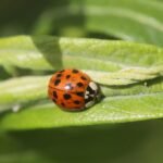 Coccinelle asiatique_989