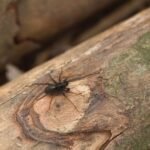 Hygrolycosa rubrofasciata_991